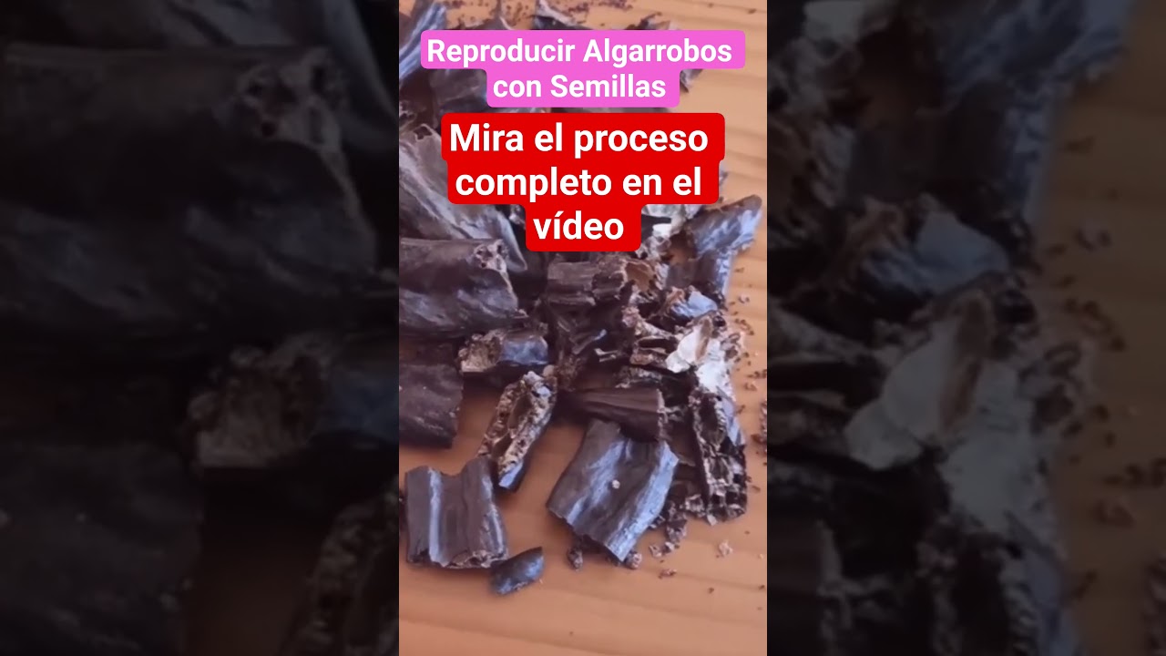 Cómo reproducir Algarrobos con semillas/ Germinar semillas de algarrobo 