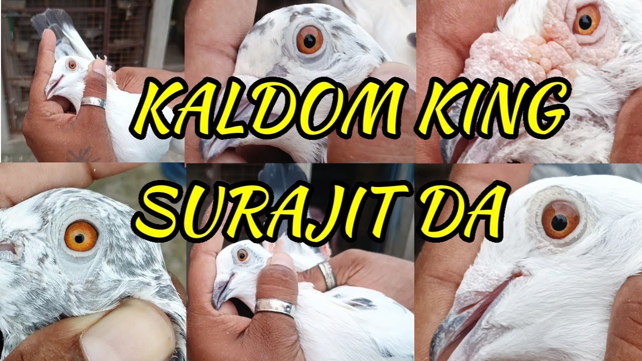 MADRASI KALDOM PIGEON KING 👑 COLLECTION | TOP QUALITY JIRIA PIGEON LOFT IN GARIA KOLKATA WEST BENGAL