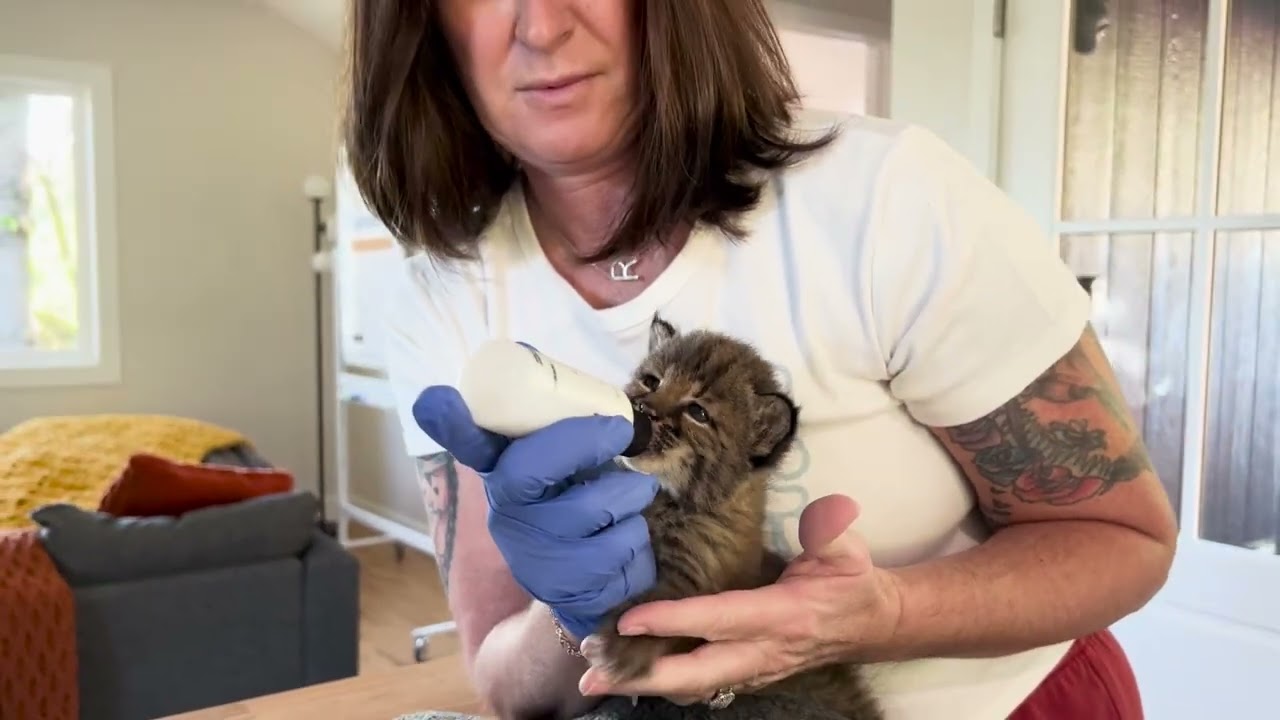 Welcome Home Bobcat Kittens!
