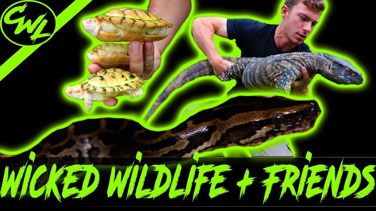 HUNTING FOR PYTHONS & CHECKING OUT CRAZY REPTILES!