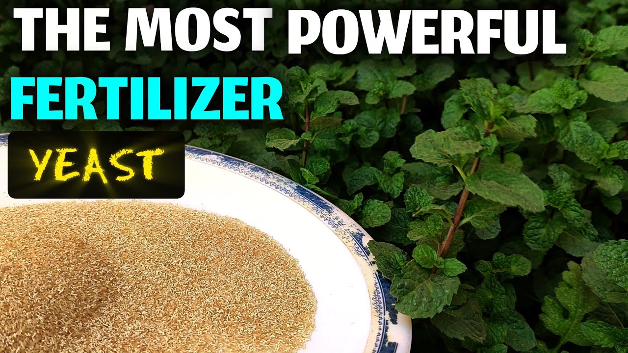 How to use yeast as a fertilizer? so powerful and easy to make