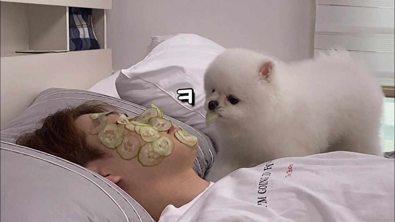 강아지 앞에서 오이마사지 하면..  (다뺏김ㅠㅠ)