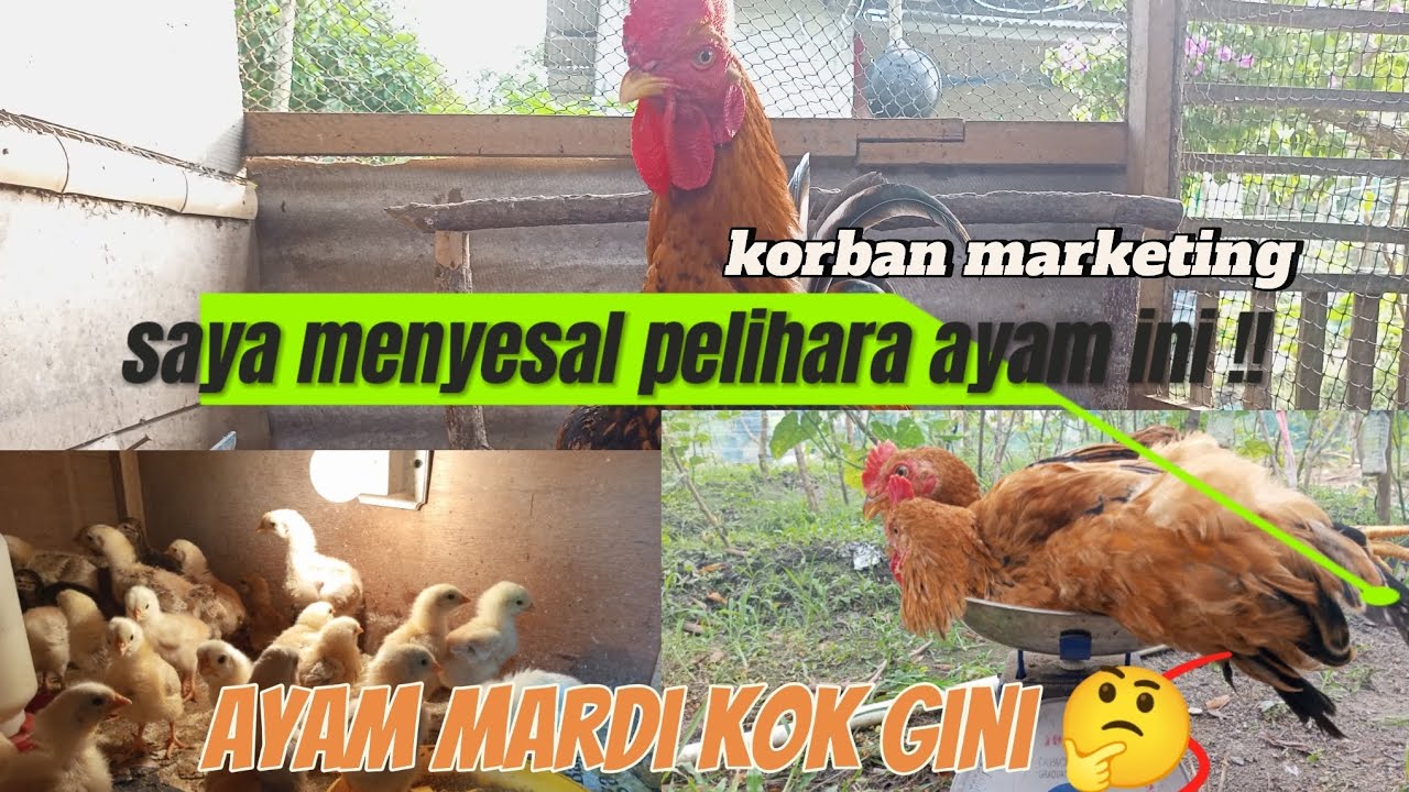 Simak sampe habis Pak Bro !! 👉 Saya menyesal pelihara Ayam MARDI sekarang !!!!
