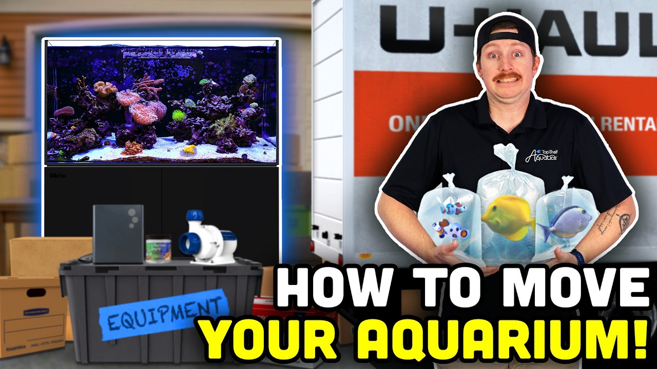 How To Move YOUR Saltwater Fish Tank! Tips from the Pros!