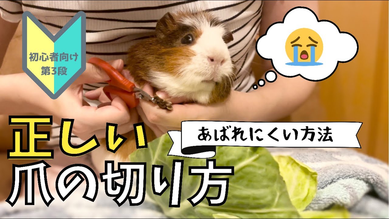 【悲劇】🔰爪切り正しいやり方と暴れにくくする方法をご紹介❣️爪切り苦手なモルモット🥲一人で上手くやる方法💁🏻‍♀️初心者必見です😆