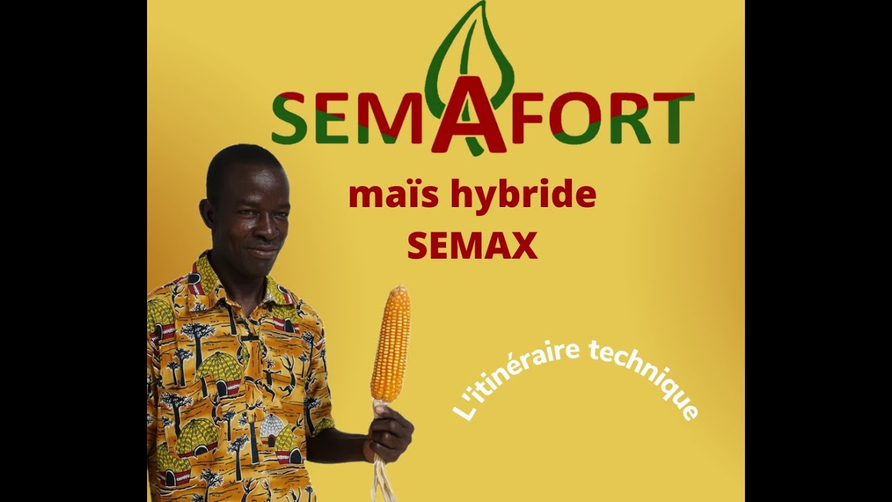 L'itinéraire technique de votre maïs jaune SEMAX