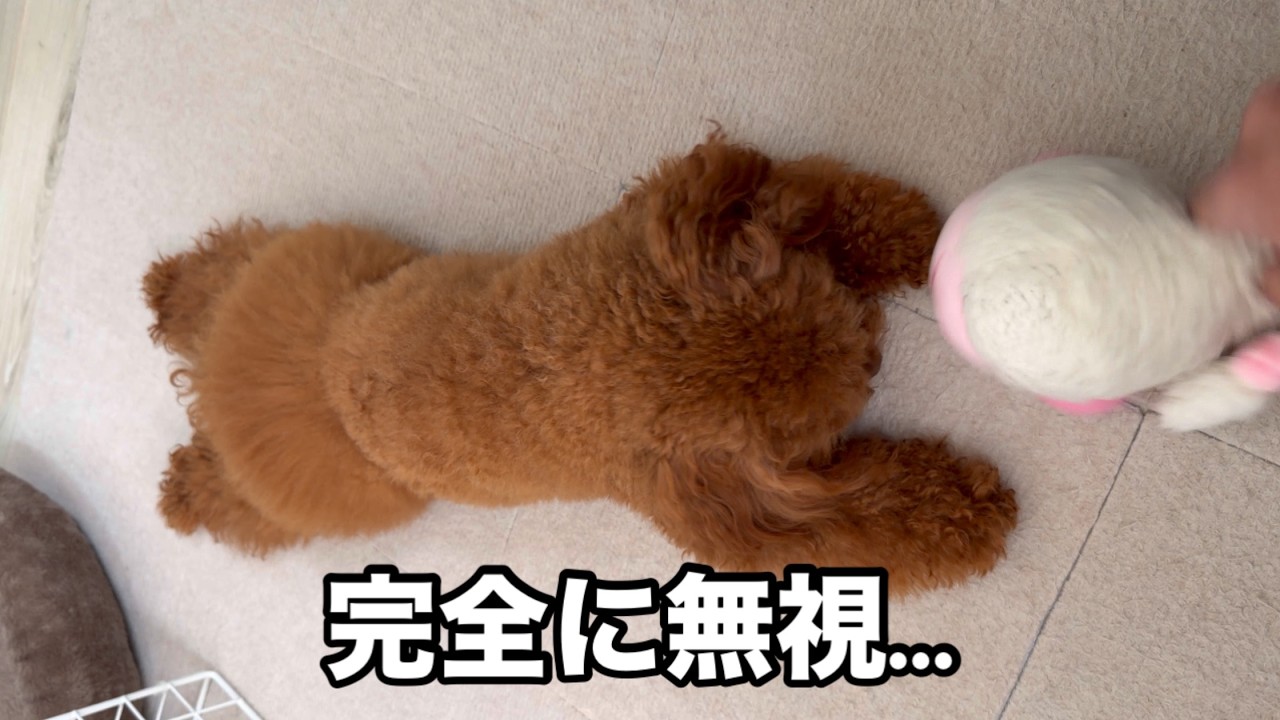 パパのお誘い完全スルー…実は今日からフード切り替え！【トイプードルのモカ】