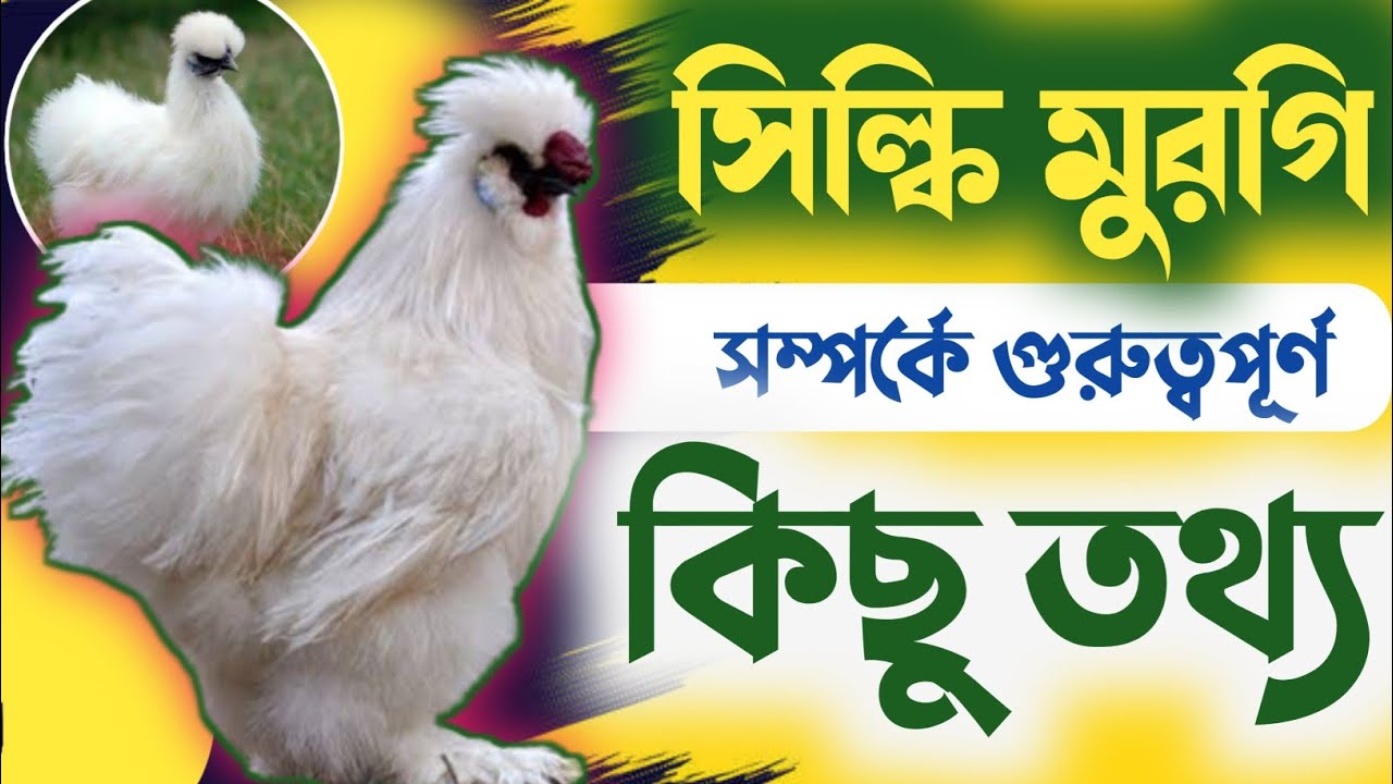 সিল্কি মুরগি সম্পর্কে বিভিন্ন তথ্য ও এর বৈশিষ্ট্য|দেশি মুরগি পালন দেশি মুরগি পালন পদ্ধতি|মুরগি পালন