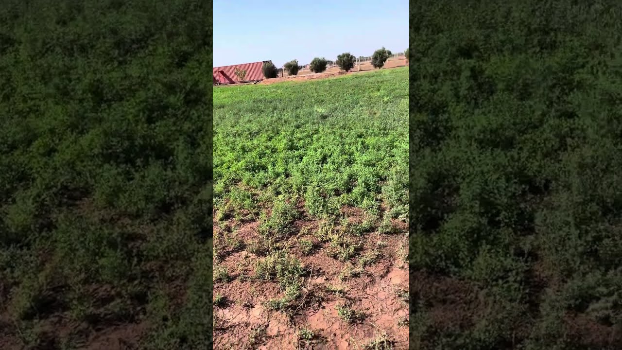 إنجاح مشروع الفصة بعد موتها / تجربة حية بين الفشل والنجاح 