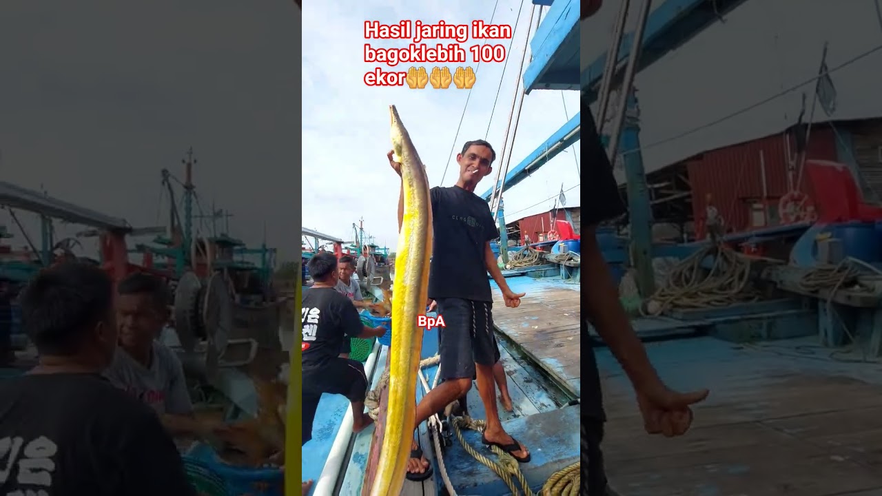 hasil terbanyak ikan bagok 