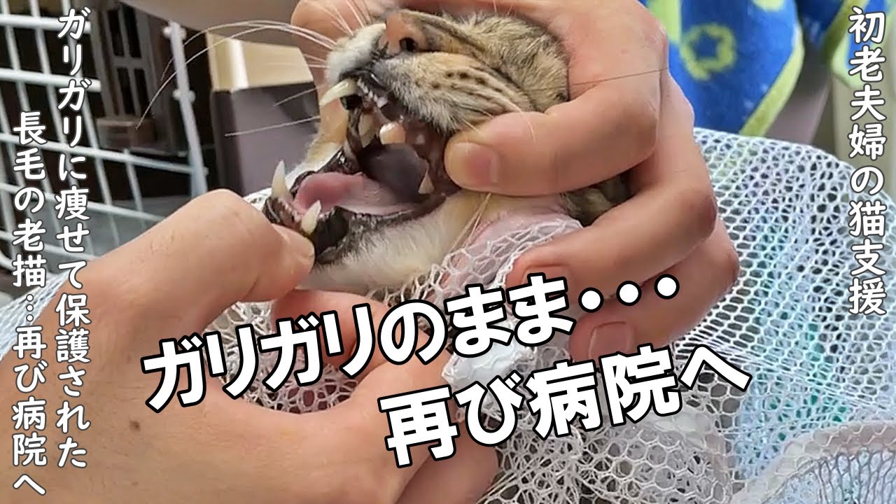 痩せこけた長毛の老描さんを保護して2週間。ガリガリのまま心配で再び病院へ・・・【野良猫支援】