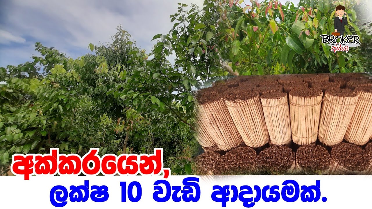 Cinnamon Cultivation Land For sale in srilanka/Cultivation land/ Cinnamon land for sale in sri lanka