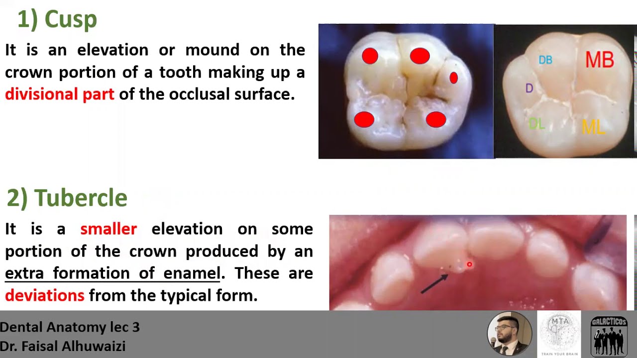 Dental Anatomy lec 3, Anatomical Landmarks with MCQs