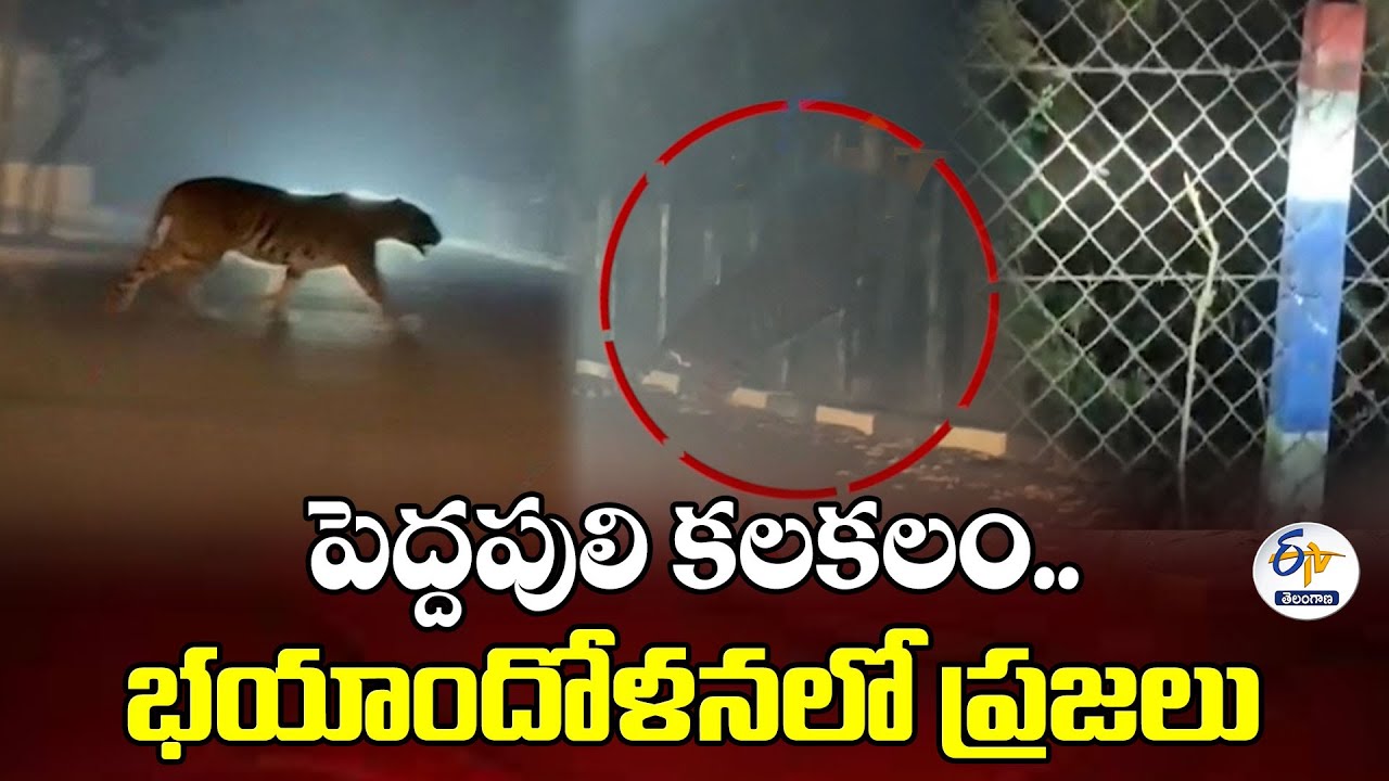 Tiger Roaming Sparks Fear Among People at East Godavari District