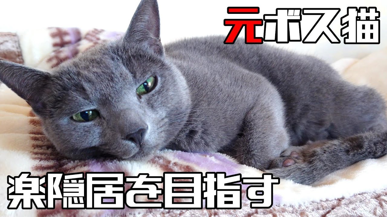 【一進一退】元ボス初老猫、喧嘩上等な巨大中年猫に歩み寄る