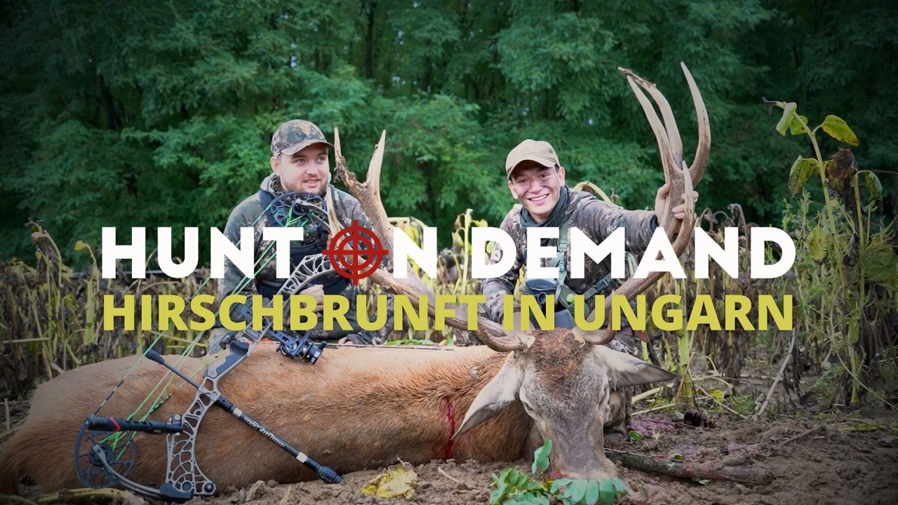 Gigantische Hirschbrunft in Ungarn 🇭🇺 Teil 3 von @schwarzwaldhunters