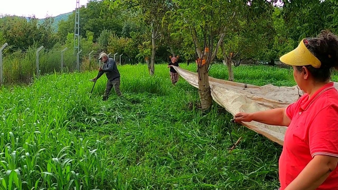 YAYLADA CEVİZLER TOPLANIYOR... YEMYEŞİL ÇAYIRDA TOPRAĞA OTURUP KAHVE İÇMEK... KOYUNLARA TAZE OT...