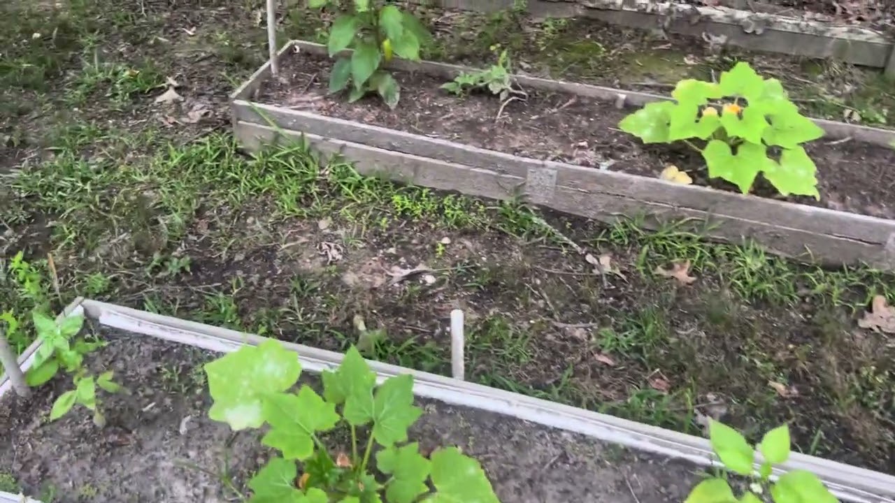 Garden blessings ￼