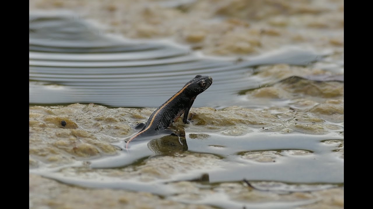Supportive breeding for Triturus carnifex in Jovsi (Slovenia) / Podporna vzreja za velikega pupka