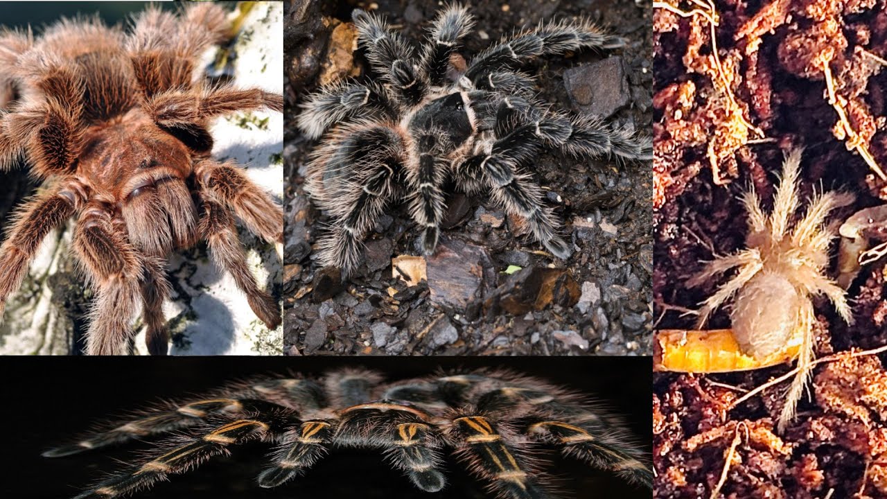 Salmon pink bird-eater ! I bought a tarantula for the first time in my life.Exotic pet’s collation .