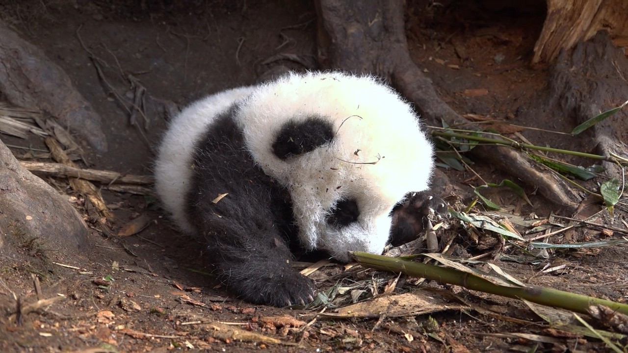 Where is Mom? Baby Panda Left Solo