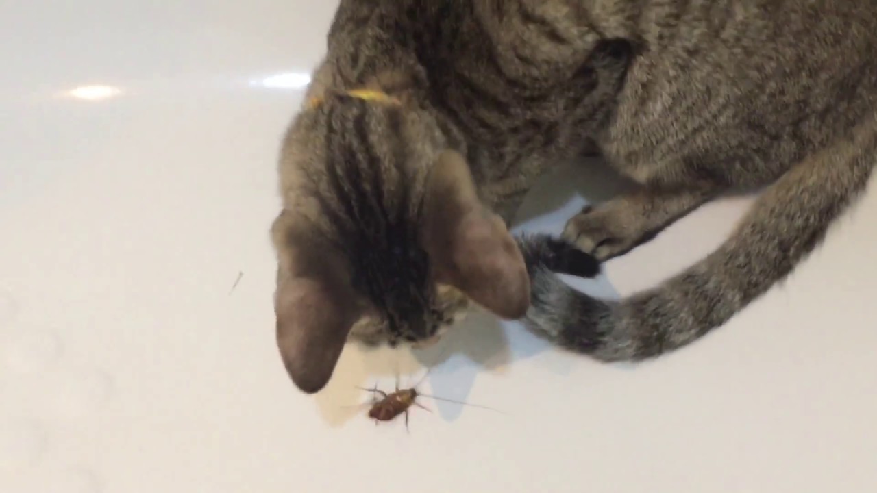 小貓小芝麻抓蟑螂好手