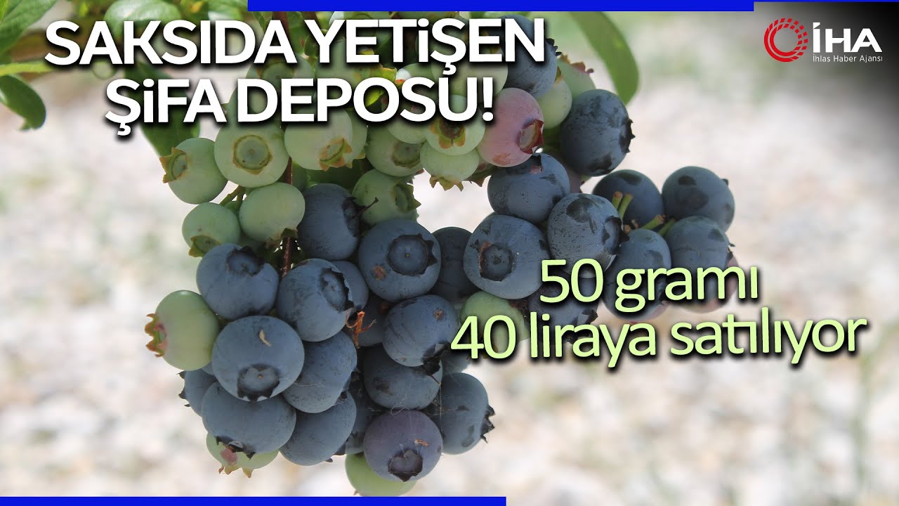 Kayalık Arazilerde Saksıda Şifa Kaynağı Yaban Mersini Yetiştiriliyor