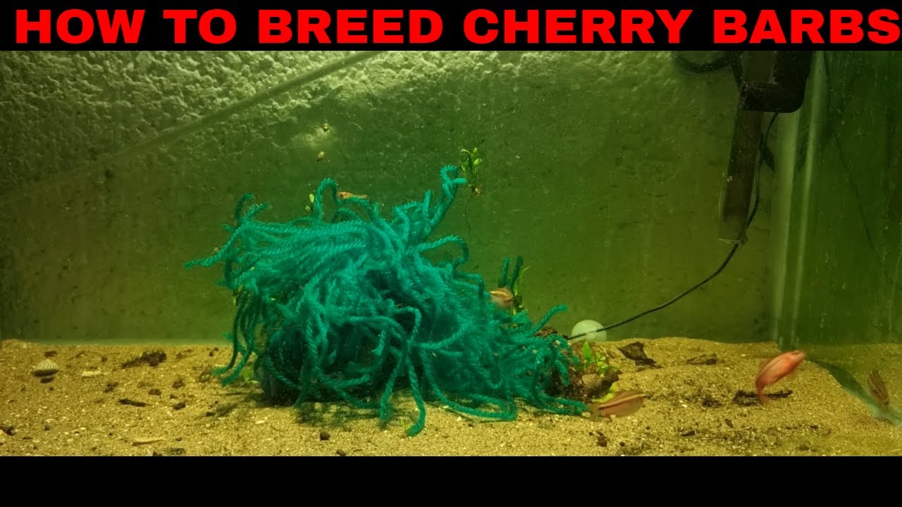 How To Breed Cherry Barbs Part 1