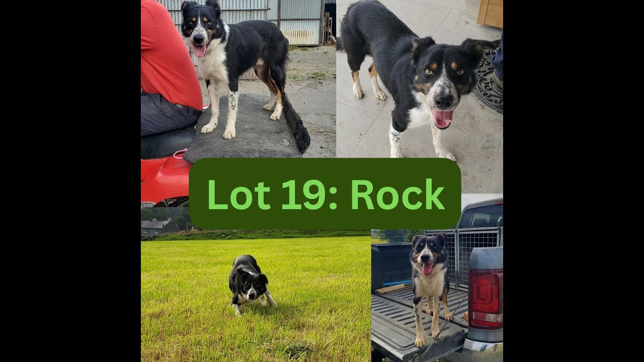 Lot 19: Rock – 27.8.25 - Farmers Marts  Dolgellau Online Sheepdog Auction