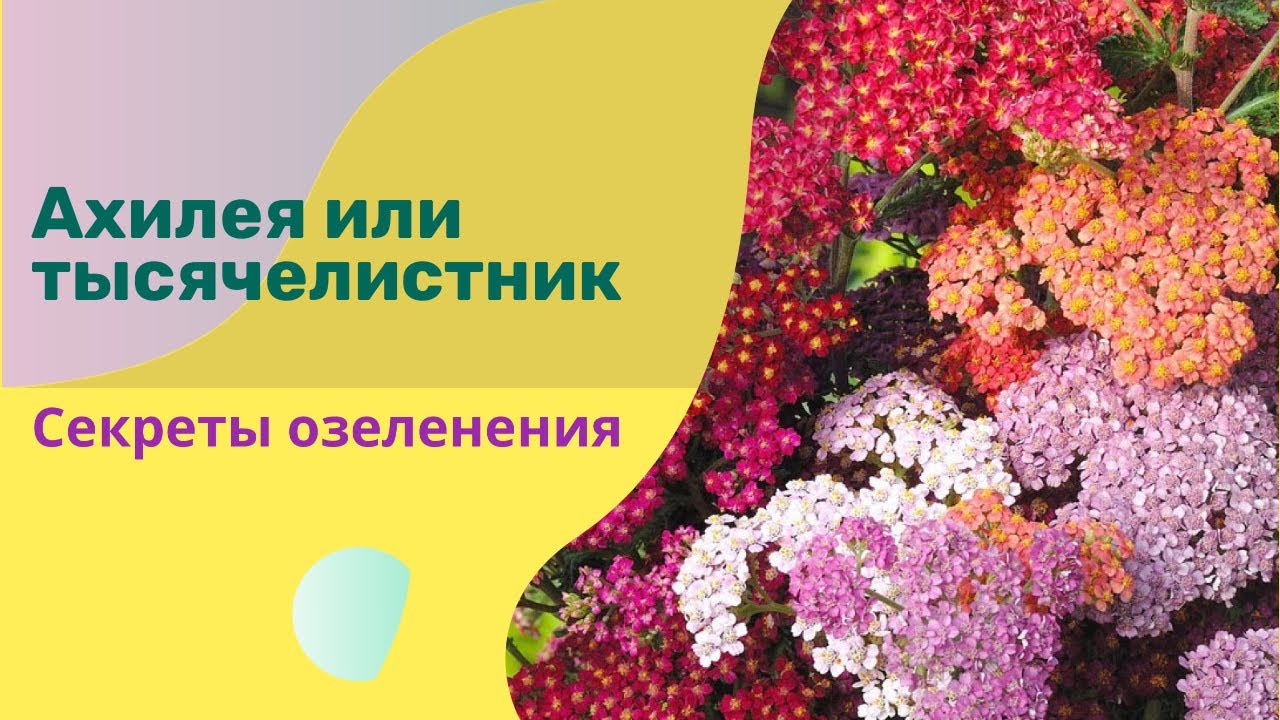 Ахилеи (тысячелистник). Топ сортов ахилей и растения-партнёры