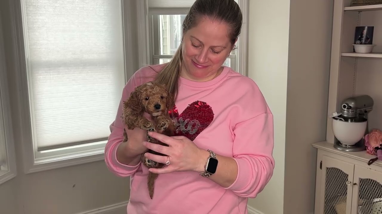 Ace Male 5 wk BAB temperment evaluation Goldendoodle 