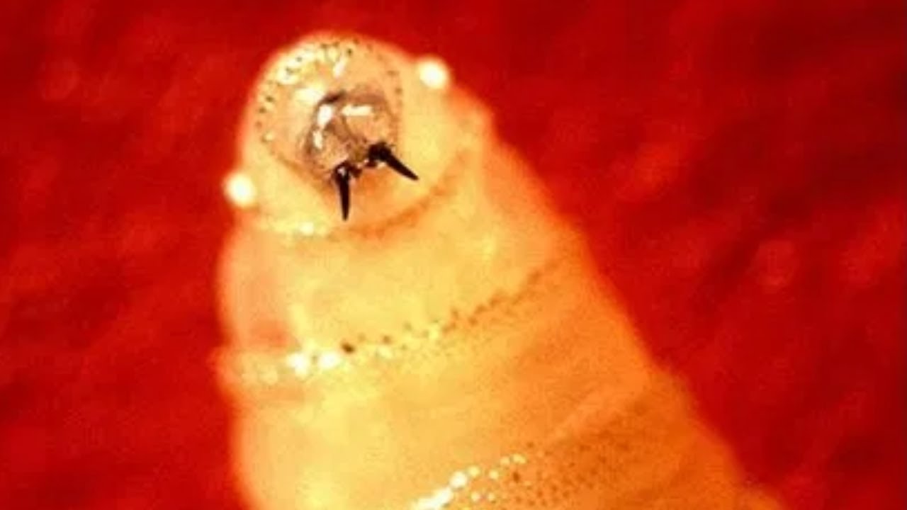Flesh-eating screwworm prompts livestock import suspension at U.S.-Mexico border