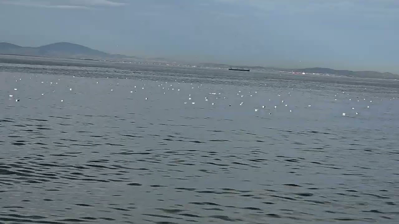 Yalova deniz 
