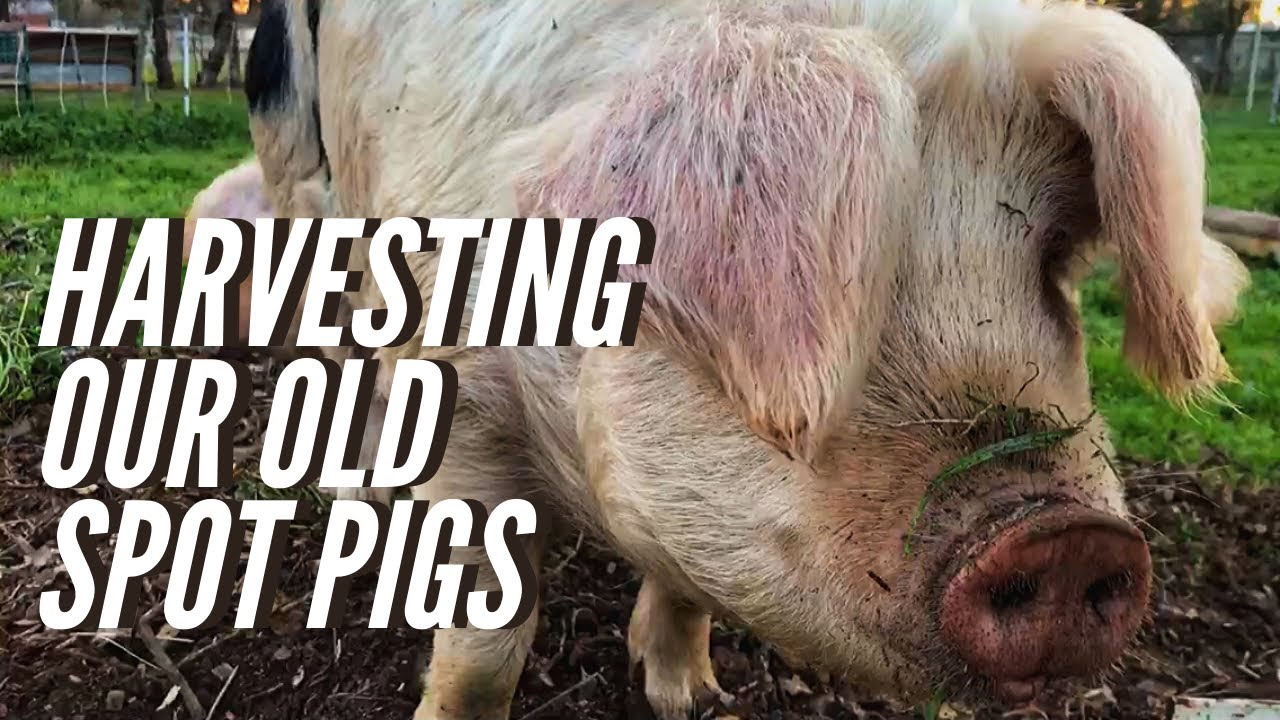 The Most Emotional Day on Our Farm