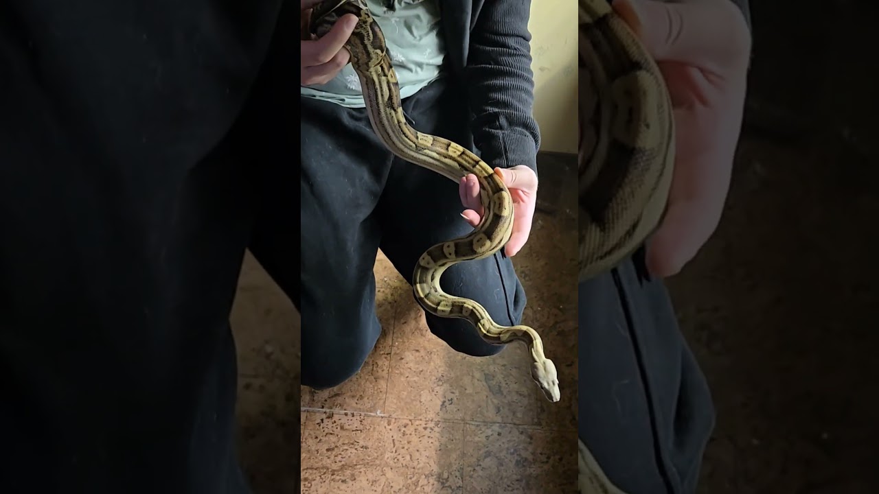 boa imperator vpi motley.deviendra grand ou petit? 