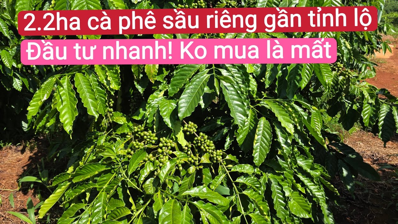 Vườn cà phê sầu riêng đẹp giá rẻ gần dân cư tỉnh lộ, đất đỏ bazan, bất động sản đất rẫy gia lai