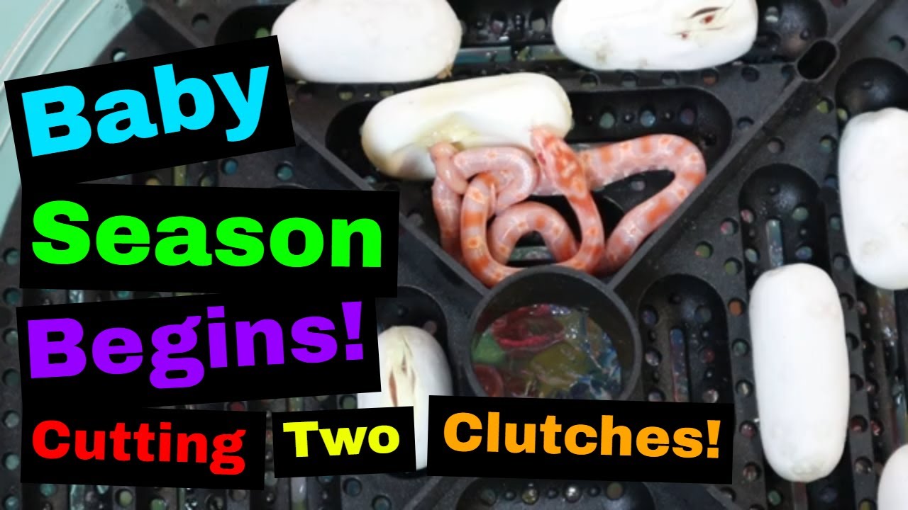 Baby Season is Here!! Bullsnake and Corn Snake Egg Cutting