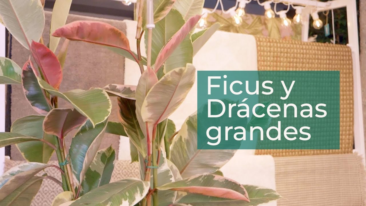Plantas grandes de interior: tipos de Ficus y Drácenas, y sus cuidados | Plantas en Verdecora