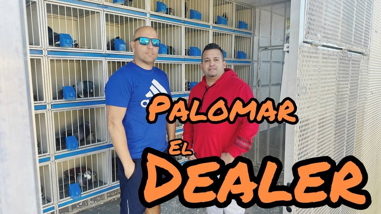 (PALOMAR EL DEALER) UNO DE LOS PALOMARES MAS ESTABLES DE U.S.A 'MARLON Y IDAEL AÑOS DE TRAYECTORIA