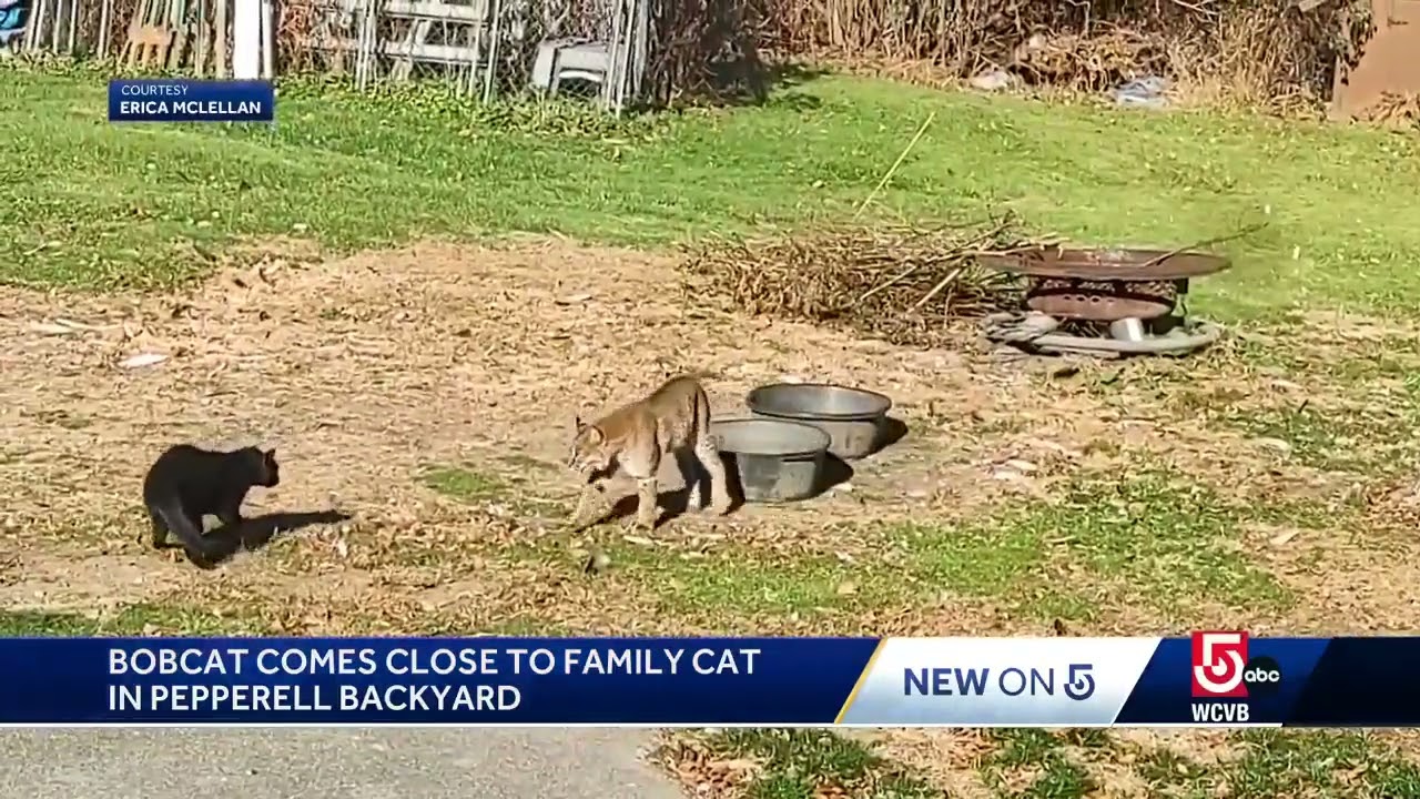 Family pet's close call with bobcat caught on camera in backyard