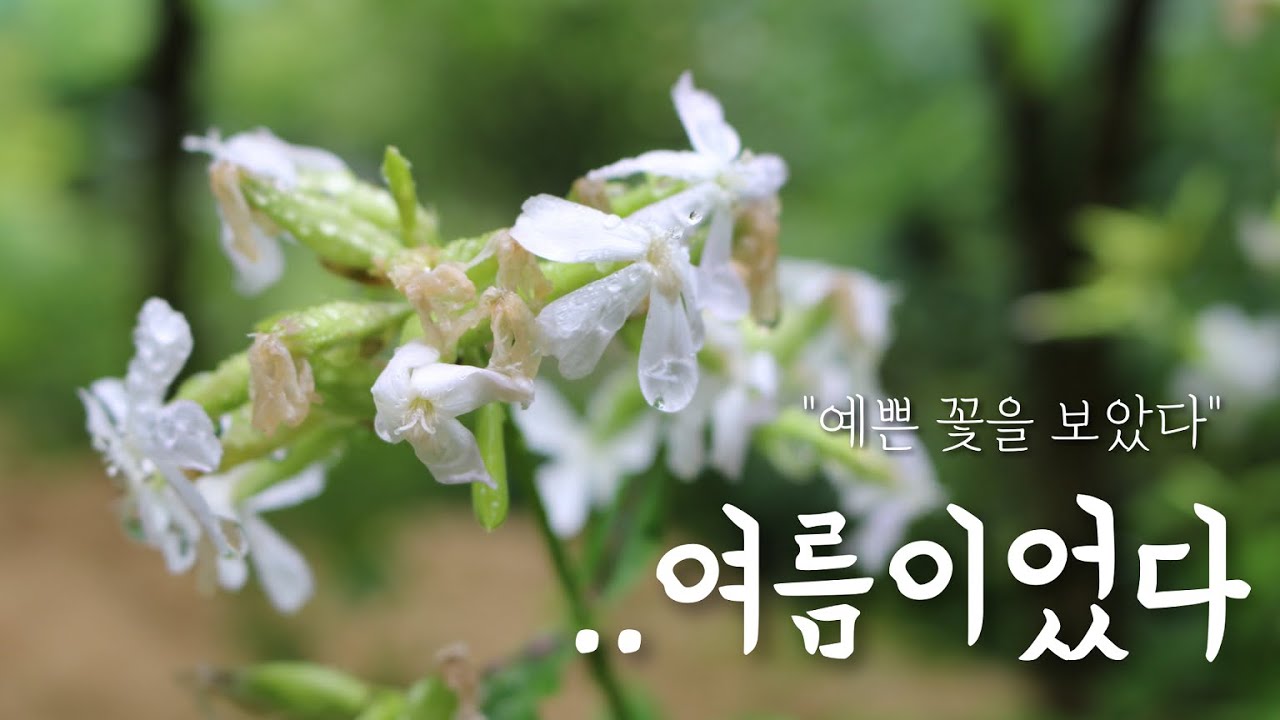 맴맴 🌳지나치기 아까운 여름 풍경｜쉼, 진흥원의 여름