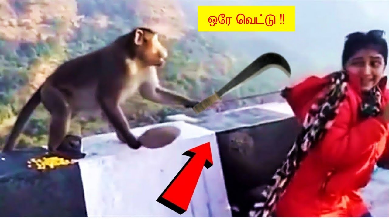 குரங்கு செய்யும் காமெடி சம்பவங்கள் பகுதி -2 | Monkey Funniest Moments | Animals | Part 2
