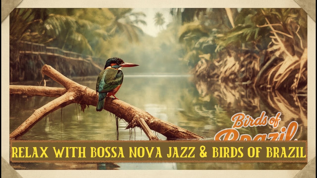 Peaceful Lo-Fi Bossa Nova Jazz – Calm Setting for Reading & Reflection | Birds of Brazil Kingfisher