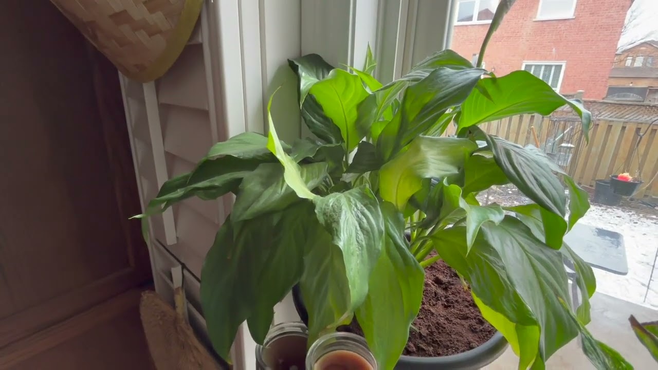 Peace lily