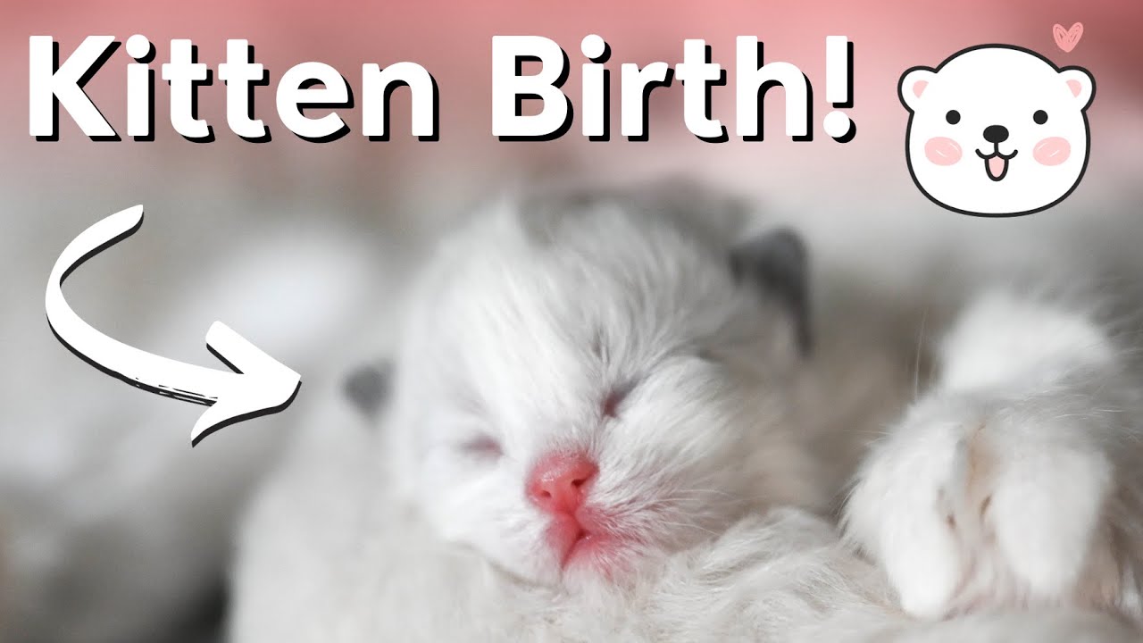 Ragdoll Cat Gives Birth to Ragdoll Kittens 🐱 So Cute