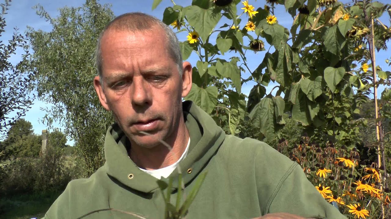 Pflanzen Vermehrung Teil 5. Sonnenhut (Rudbeckia). G&auml;rtnertipp Instructions Stauden