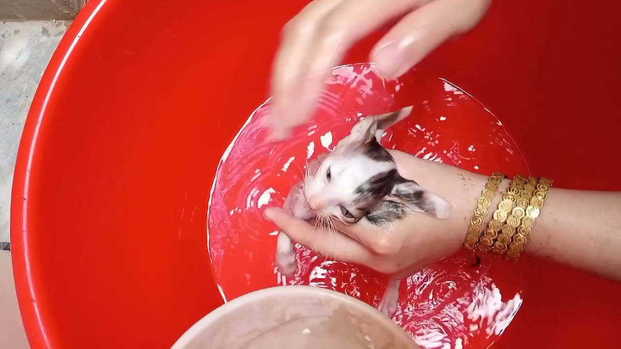 https://youtu.be/kEPZpjBxu4w First Bathing| Bathing for kitten| How to Bathing a little cat|