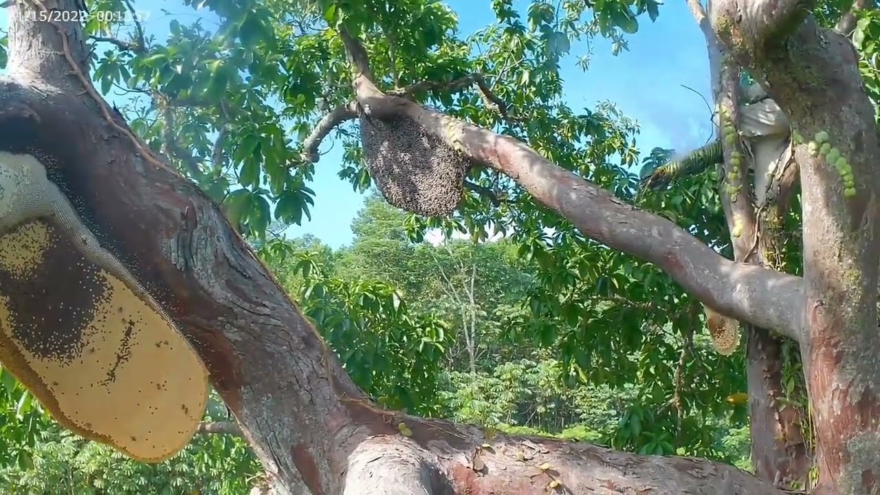 PITO DAGKO KABALAY SA PUTYOKAN ISA KA TUOG 