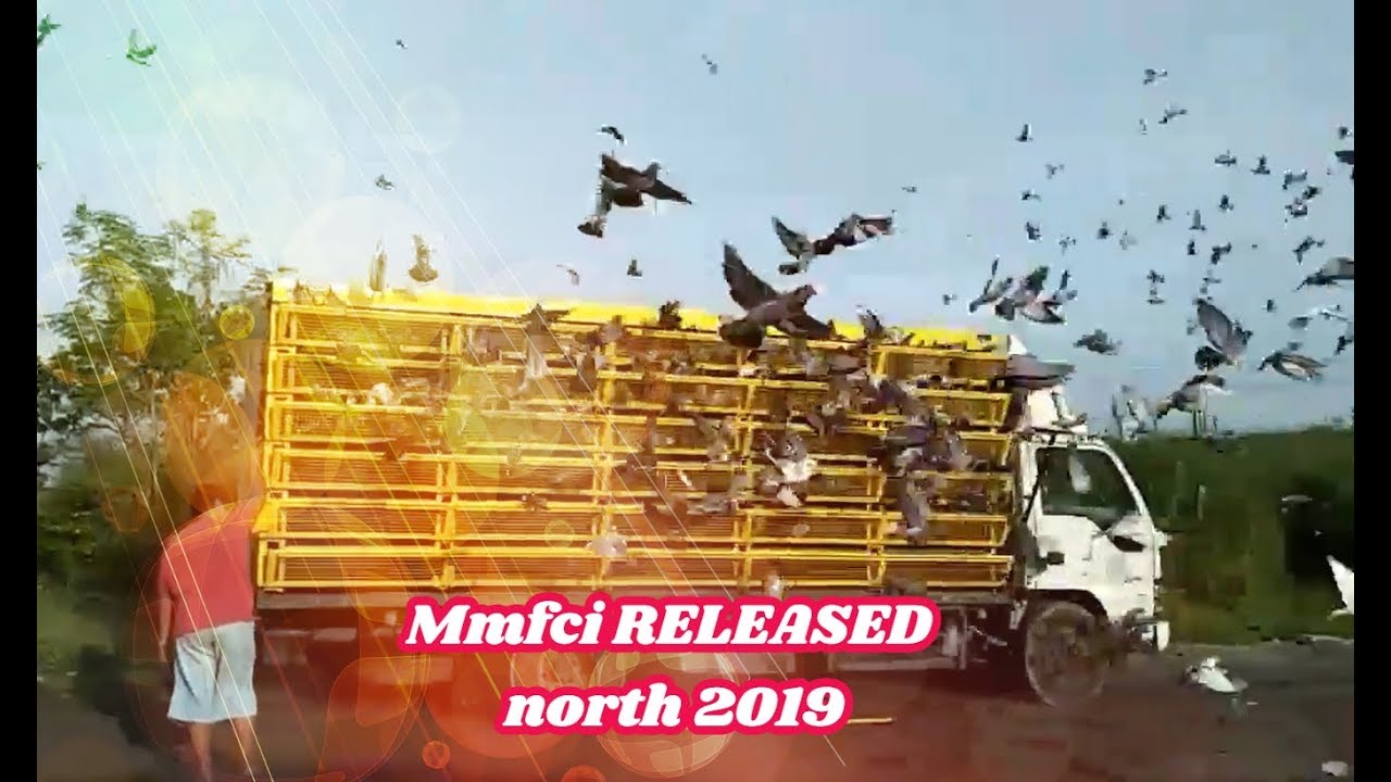 Mmfci RELEASED north 2019