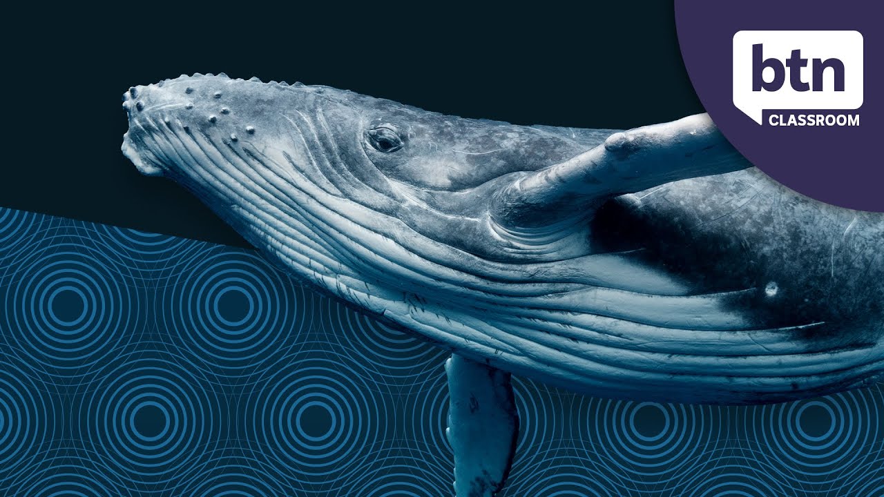 Why Noisey Oceans are a Problem - Behind the News